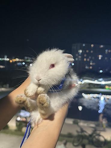 Ağ rəngli dekorativ dovşan. Şəkillərdə göründüyü kimi yumşaq və sıx lalafo.az -da Ağ rəngli dekorativ dovşan. Şəkillərdə göründüyü kimi yumşaq və sıx