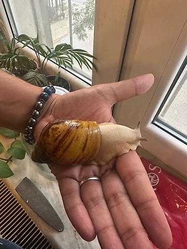 Другие животные: Archachatina marginata ovum Baxım və tələblər: - Terrarium/aquarium — 3