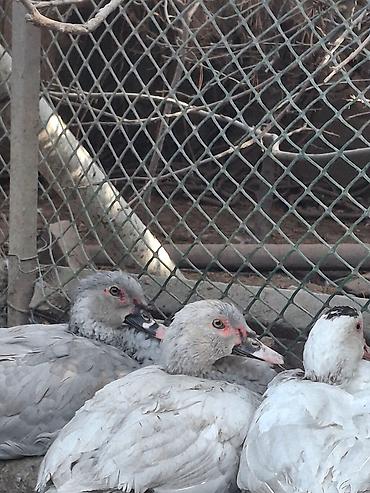 Другие с/х животные: Мускусные утки (индоутки),Тяжёлая Линия. Окрасы Лаванда, Голубой — 8
