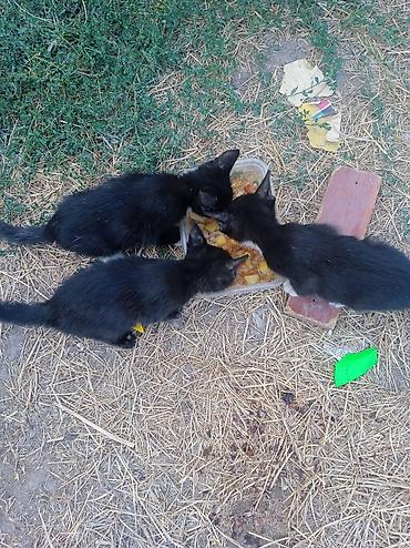 сфинксы котята: Отдам котят в добрые руки — 2