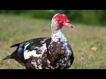 Inəklər, öküzlər: Salam 5 Ədəd Quban Ördək 3 aylıq 3 Ədəd Lal Ördək 2 aylıq 2 dişi