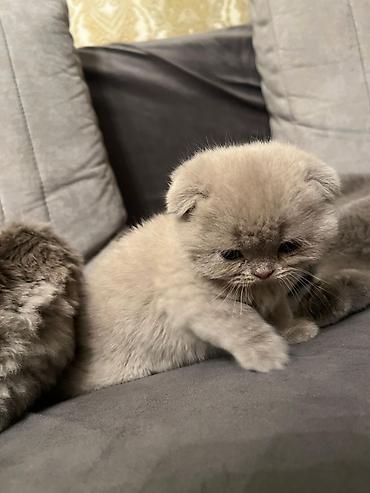 Pişiklər: Şotland yastı qulaq, Erkək, Dişi, Yaxşı əllərə, Ünvandan götürmə, Pulsuz çatdırılma, Ödənişli çatdırılma — 1