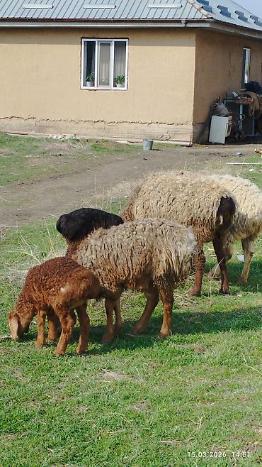 Баран, овца: Продаю | Овца (самка) | Для разведения | Матка — 7
