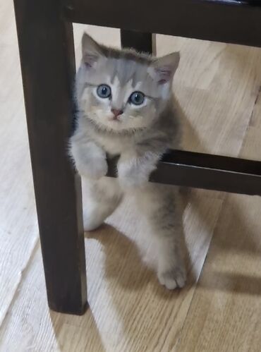 pişiy şəkilləri: Шиншилла, Самец