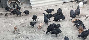 Мясо страуса: Ушул Джерсийкий гигант парода Дакен парода баар тоок Эт жумуртка — 1