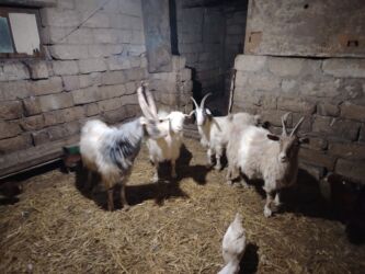 Keçi, çəpiş: Məhsul: Qoyun-keçi təsərrüfatı üçün keçilər Təsvir: - Şəkillərdə uzun — 8