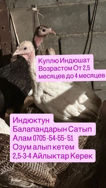 брудер для перепелов: Продаю | Куры, Петух, Цыплята | Полубрама, Кохинхин, Домашняя | На забой, Для разведения, Несушки