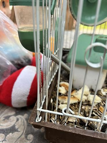 hamster satis: Hamster qəfəsi – tam dəst

15 ədədi qab qaşıg satıram — 4