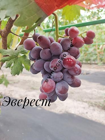 меренос козу: Саженцы и черенки винограда! Продаем саженцы и черенки винограда — 8