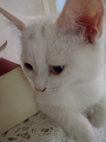 Pişiklər: Dişi, Yaxşı əllərə, Ödənişli çatdırılma — 10