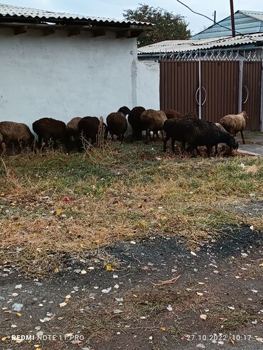 купить гиссарских баранов: Бараны, овцы