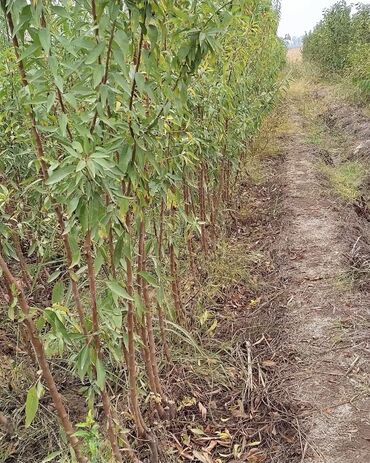 Tinglər: 🌿 SAQİ TİNGÇİLİK: Bağınıza Həyat Verin! 🌿 Tərtər keyfiyyəti bütün -da lalafo.az — 9 Tinglər: 🌿 SAQİ TİNGÇİLİK: Bağınıza Həyat Verin! 🌿 Tərtər keyfiyyəti bütün — 9