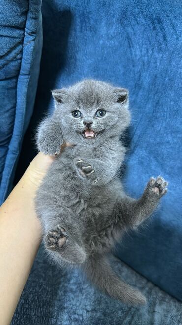 Pişiklər: Şotland uzun tüklü, Ödənişli çatdırılma — 16