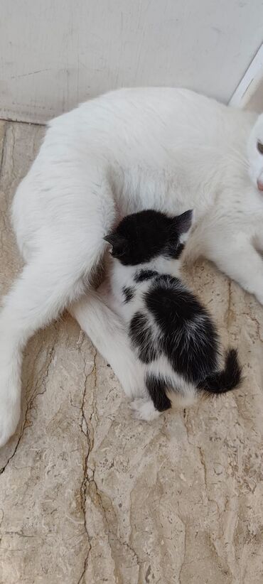шотландский вислоухий котенок баку: Şotland, Dişi, Yaxşı əllərə, Ünvandan götürmə