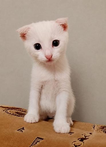 Кошки: В добрые руки — 1