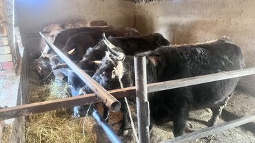 Коровы, быки: Продаю | Корова (самка) | Для разведения | Привязанные — 1