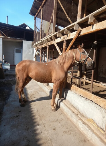 Лошади, кони: Продаю | Жеребец | Дончак | Для разведения — 1