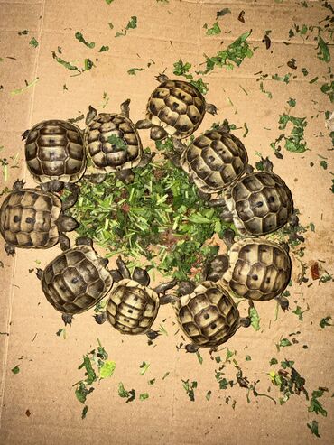 Digər heyvanlar: 🐢 Quru tısbağalar – səssiz, amma sirli dostlar! Min illərdir yaşayan -da lalafo.az — 11 Digər heyvanlar: 🐢 Quru tısbağalar – səssiz, amma sirli dostlar! Min illərdir yaşayan — 11