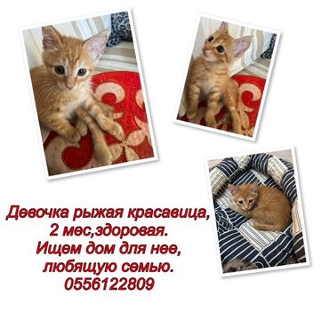 отдам котенка в добрые руки: Беспородная, 2 месяца, Девочка, Рыжий