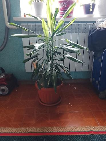 поддон: Комнатное растение – драценa (Dracaena fragrans, «драцена деремская») — 1