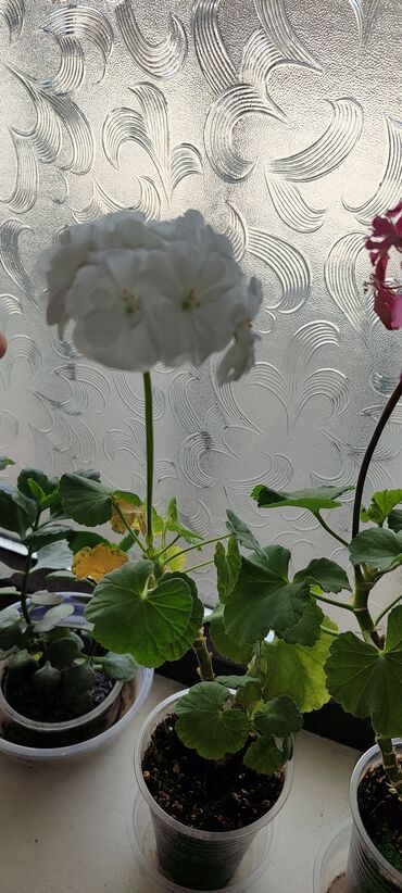 Другие комнатные растения: Бишкек мкрн Кок Жар и рабочий городок! Пеларгония карликовая - — 8