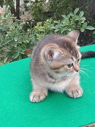 сиамская кошка: Скотиш Страйт (Шотландская прямоухая), 2 месяца, Мальчик, Золотая шиншилла, Приучена к лотку, Проглистована — 8