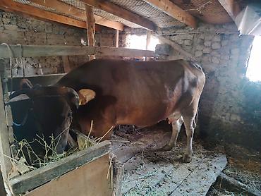 ало тоо: Продаю | Корова (самка) | Для молока | Привязанные — 4