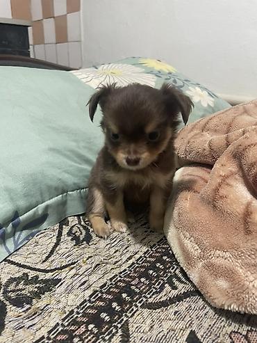 Чихуахуа, 1 месяц, Самец, С прививкой at lalafo.kg Чихуахуа, 1 месяц, Самец, С прививкой