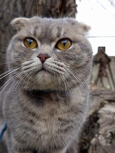 Pişiklər: Şotland, Dişi — 7