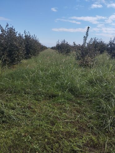 araz market qiymetler: 110 sot, Kənd təsərrüfatı, Mülkiyyətçi, Kupça (Çıxarış), Bələdiyyə