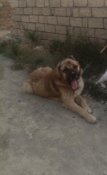 qurd basar iti: 4 ay, Erkək — 3