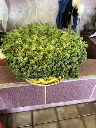 Xalçalar: Xalça -da lalafo.az — 10 Xalçalar: Xalça — 10