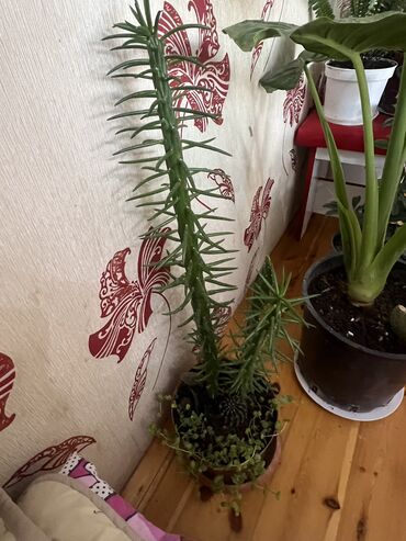 Xalçalar: Xalça — 79