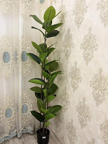 agac gulleri: Süni dekorativ kauçuk ağacı (Ficus elastica) – qapalı məkanlar üçün — 3