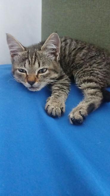 Отдам даром кошку: Кошка даром: Беспородная, 1 месяц, Девочка, Приучена к лотку — 4