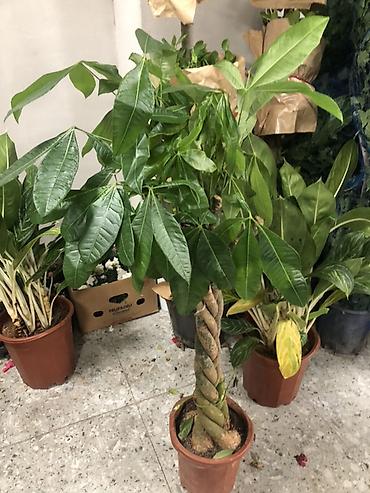 Букеты из живых цветов: Гортензии в декоративных пакетах-кофрах - Композиции из цветущих — 15