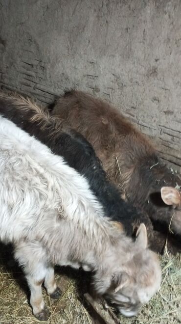 Коровы, быки: Продаю | Тёлка | На откорм — 5