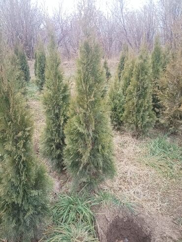 Декоративные деревья: Саженцы деревьев: Туи — 1