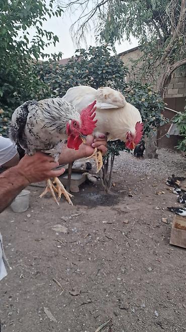 cuce ve xoruz: Məhsul: Ev təsərrüfatı üçün xoruzlar 2 eded xoruz.bu ilindi Təsvir:2 — 3
