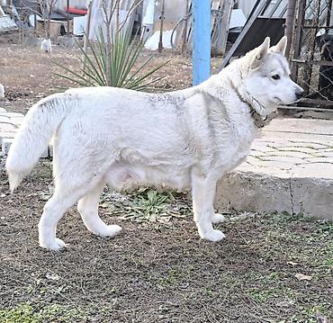 Продажа собак: Хаски, 1 месяц, Самка — 8