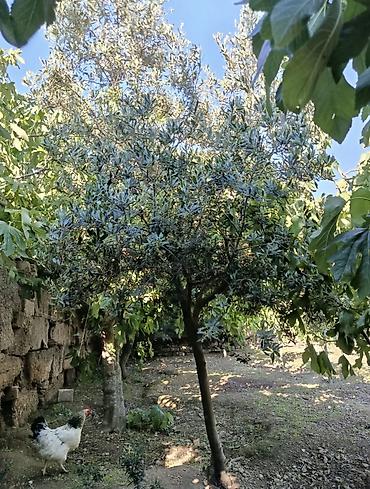 sakura agaci: BÖYÜK ENDİRİM😍Zeytun ağacı (meyvə verən sort) Təsvir: - Sağlam, güclü — 1