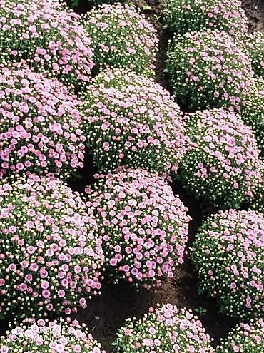 ролл шторы в бишкеке цены: 🌸 ШАРОВИДНЫЕ ХРИЗАНТЕМЫ — ОПТОМ ОТ ПРОИЗВОДИТЕЛЯ 🌸 Предлагаем — 5