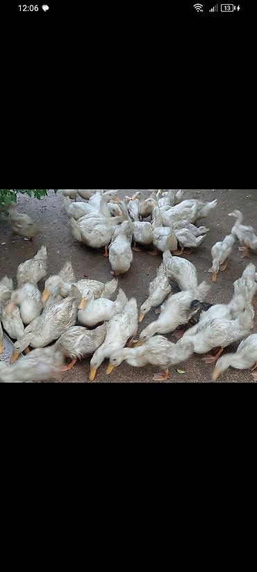 qaz ve ordek satisi: 15azn çox goturene endirim olacağ Pekin ordeklerdi — 2