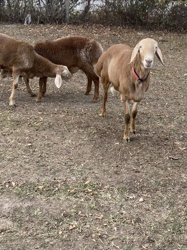 хомяк домашний купить: Сатам | Кочкор (эркек) | Гиссар, Эдильбай | Көбөйтүү үчүн | Жасалма жол менен боозутуу