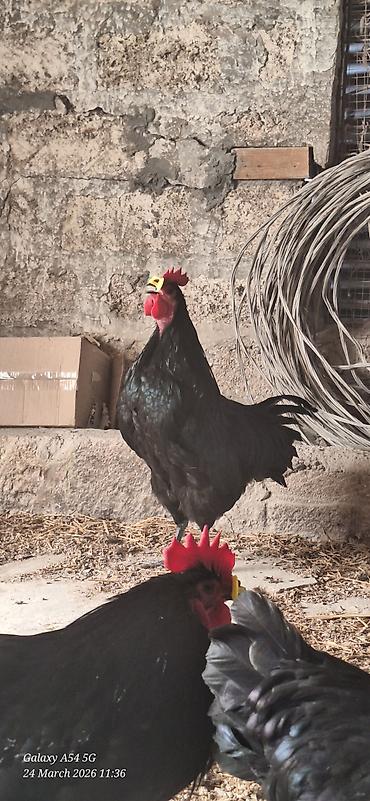 qaz farm: Xoruz, il: 1 — 6