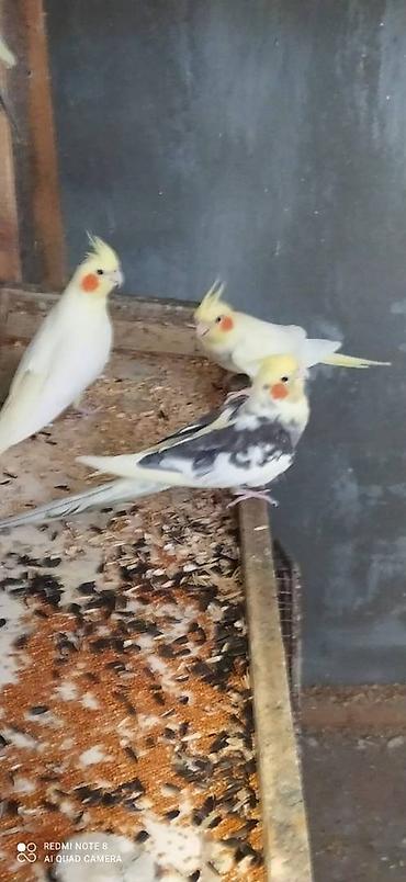 danisan quslar: Salam. Karella adi ile taninmis olan quslar satilir'yaslari 1ay 15 — 8