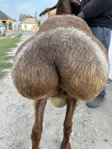 Бараны, овцы: Продаю | Баран (самец) | Полукровка | Для разведения | Осеменитель — 6