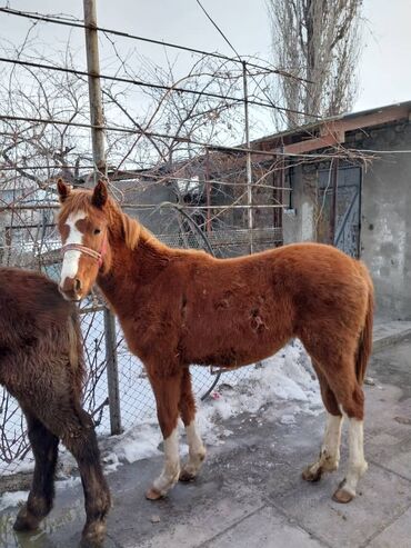 лошади тай: Продаю | Жеребенок