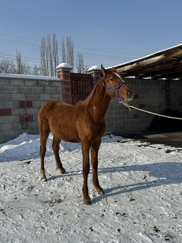 Лошади, кони: Продаю | Жеребенок | Для разведения | Племенные — 9