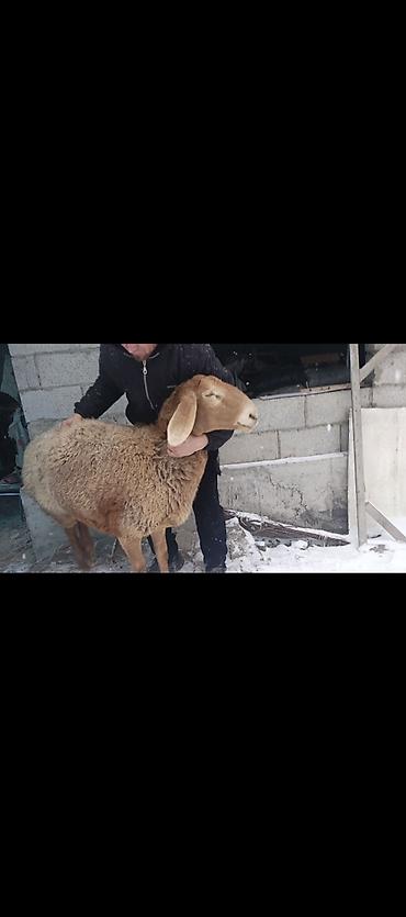 Баран, овца: Продаю | Овца (самка) | Арашан | Для разведения | Котные — 14
